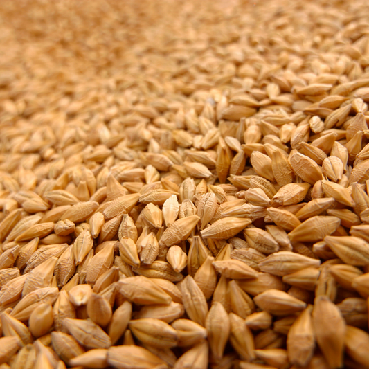 Wheat Grain - 100% Organic Wheat Grain